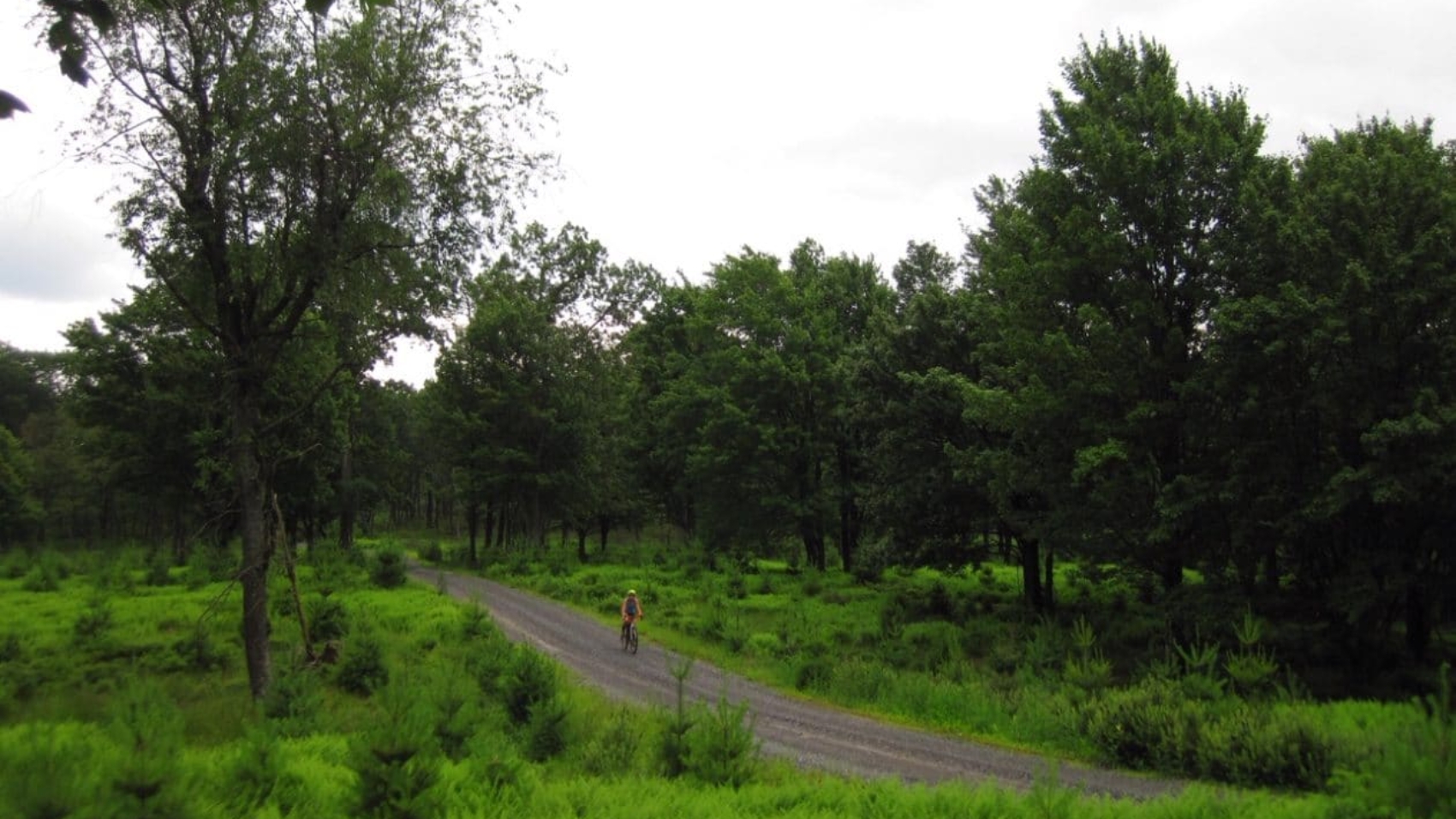 Among-the-ferns-at-Black-Moshannon-Helena-Kotala-1260x945