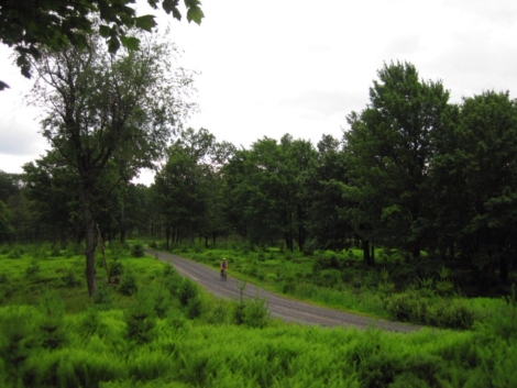 Among-the-ferns-at-Black-Moshannon-Helena-Kotala-1260x945