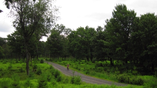 Among-the-ferns-at-Black-Moshannon-Helena-Kotala-1260x945